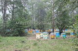 Лесной  мёд ( содержание Липы  30-40 % ) 2023 г.