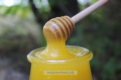 Мёд расторопши
